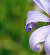 violet curling petals